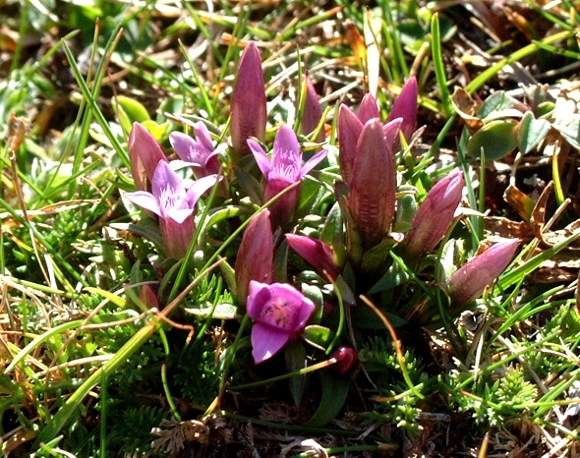 Gentianella columnae / Genzianella napoletana